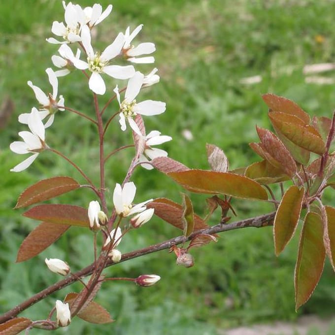 Amelanchier Lamarckii - Krenteboompje 60-80 cm in pot - De Elegantie van de Juniheester