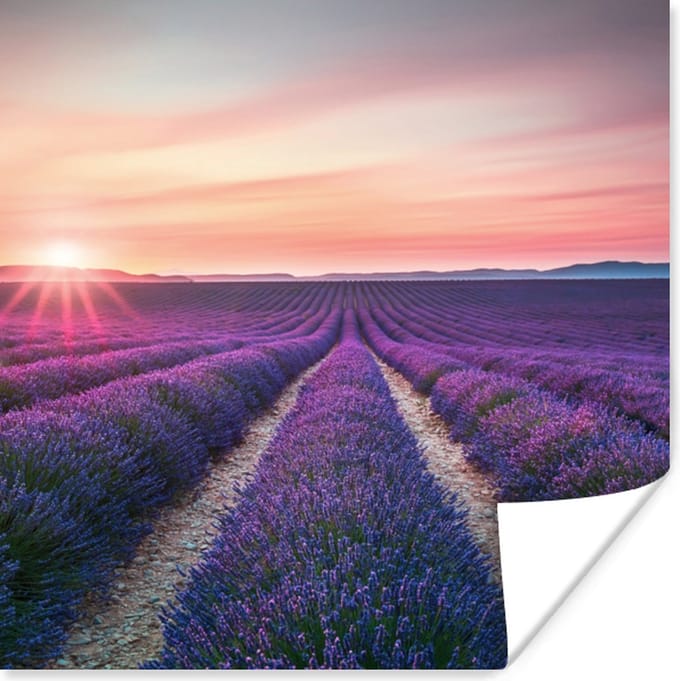 Poster Lavendel - Paars - Bloemen - 30x30 cm