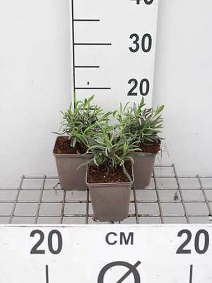 6x Lavandel - Lavandula int. 'Alba' | 9x9 cm pot