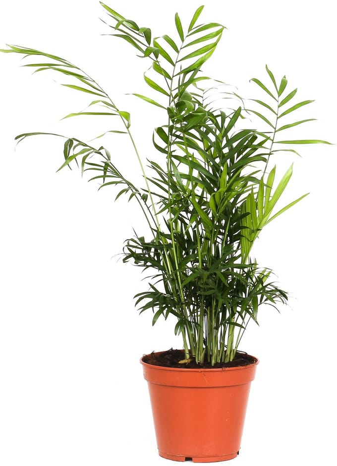 GARDENZO - Chamaedorea Elegans - Mexicaanse Dwergpalm - 50-60cm - ø17cm pot