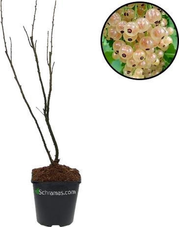 Ribes rubrum 'Witte Hollander' witte aalbes, 9 cm pot