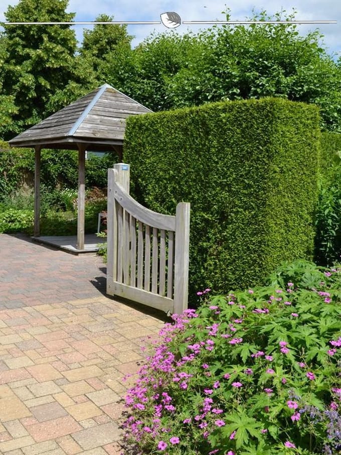 Westerse Levensboom Thuja Brabant 160-180 cm, 4x Haagplant