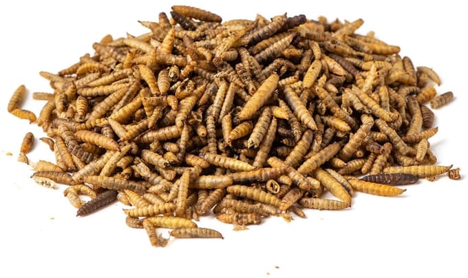 Voerwaarts - Black soldier fly larve - 5kg - Calciworms