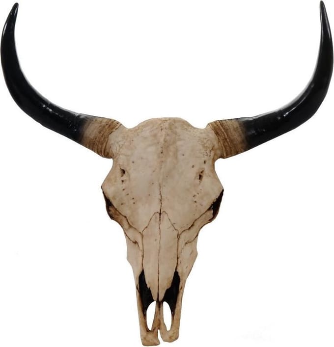 Stieren schedel 64 cm Natuur