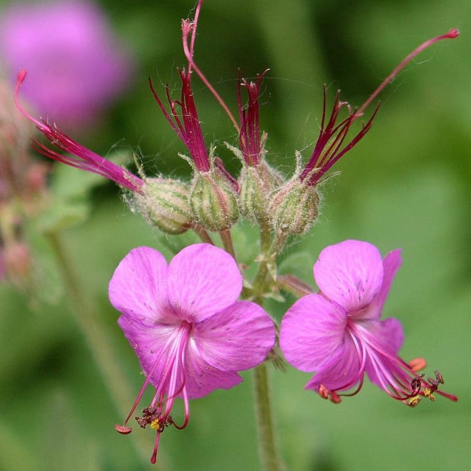 6 x Geranium Macrorrhizum - Ooievaarsbek Pot 9x9 cm - Bodembedekkende Vaste Plant