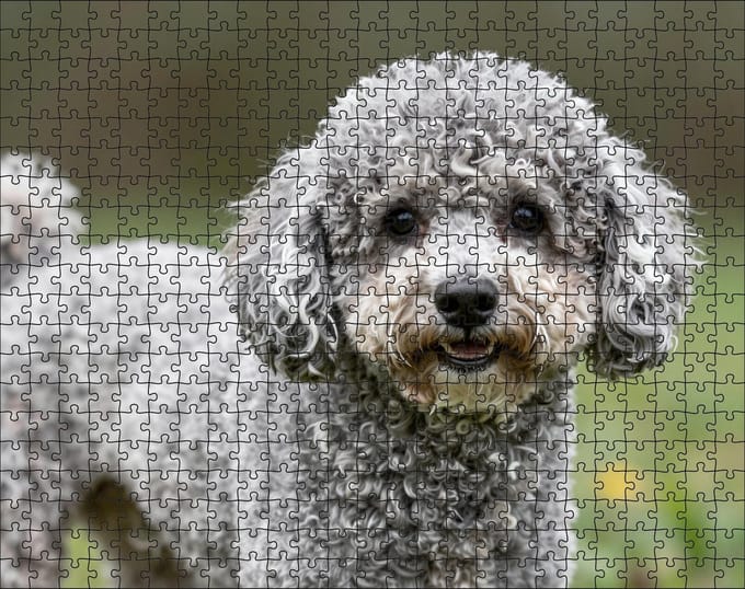 Puzzel Poedel | 500 stukjes | Dierenpuzzel | Hondenpuzzel