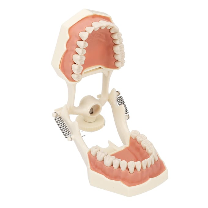 32 Tanden Model Zacht Tandvlees Schroef Vast Zelfstudie Training Onderzoek Tandheelkundig Tand Model Model beige