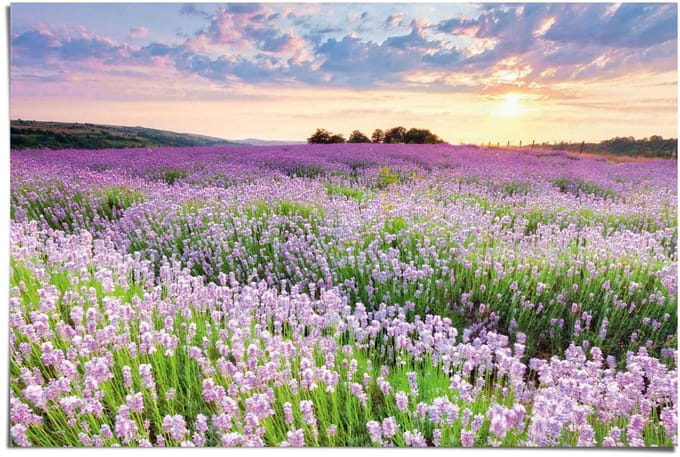 Poster Lavendel veld - 61 x 91,5 - Papier - REINDERS