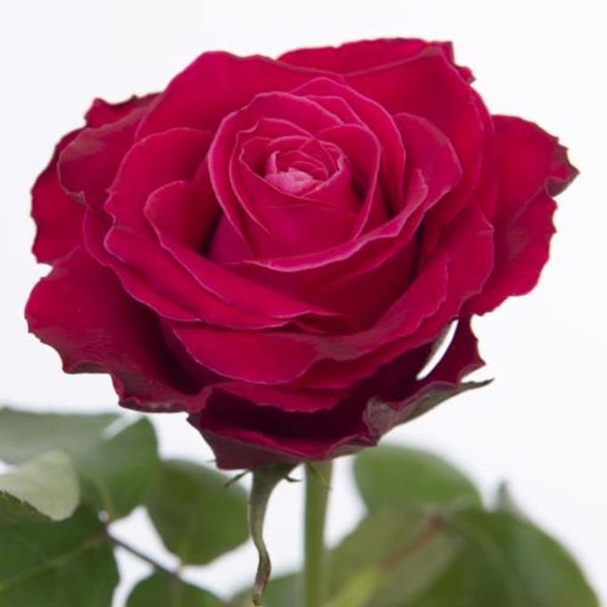 20x Rosa movie star 40cm