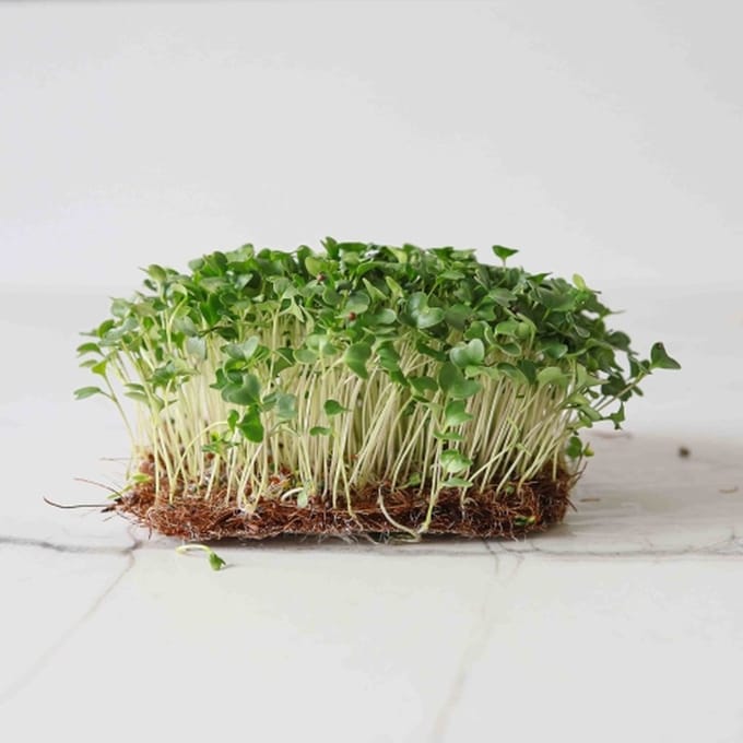 Spruit- Kiemgroente Broccoli Calabrese ca 10 gram
