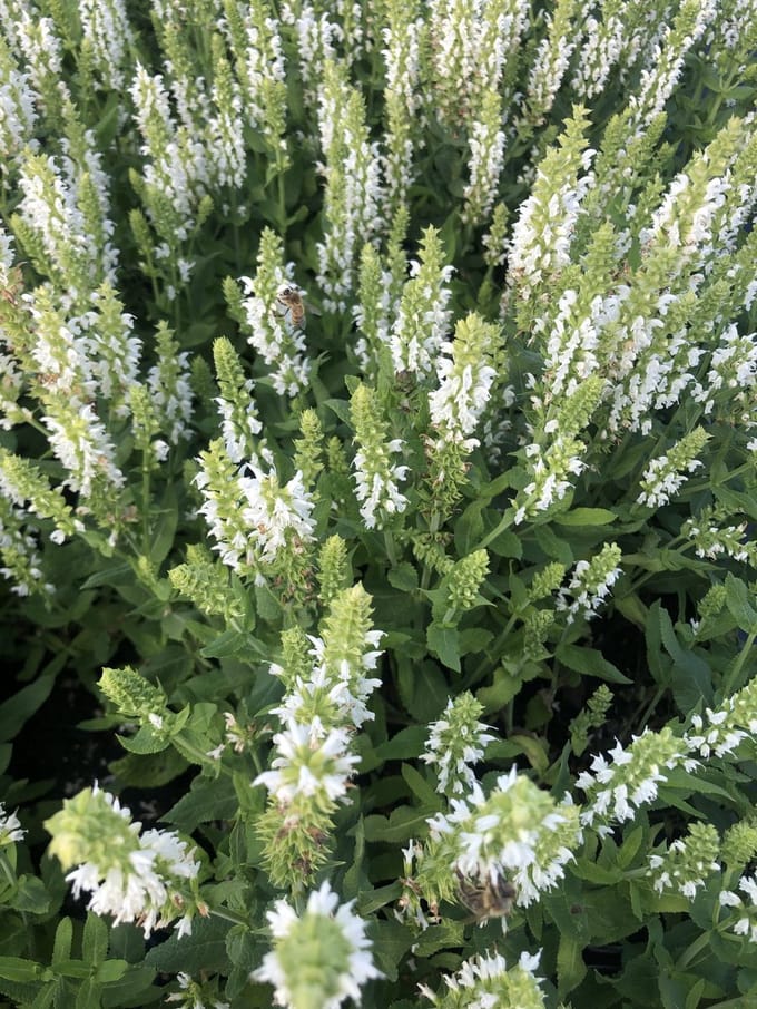 6x Kranssalie - Salvia nem. Sensation White' | 9x9 cm pot