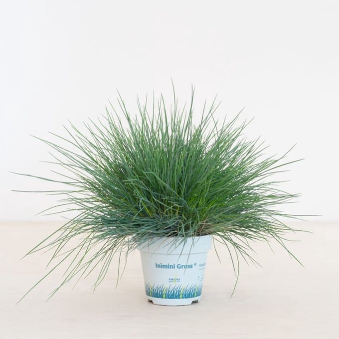 JUNAVERA Festuca glauca 'Compacta Blue' (blauw schapengras) | 20 cm hoog | In 10 cm pot | Compact siergras