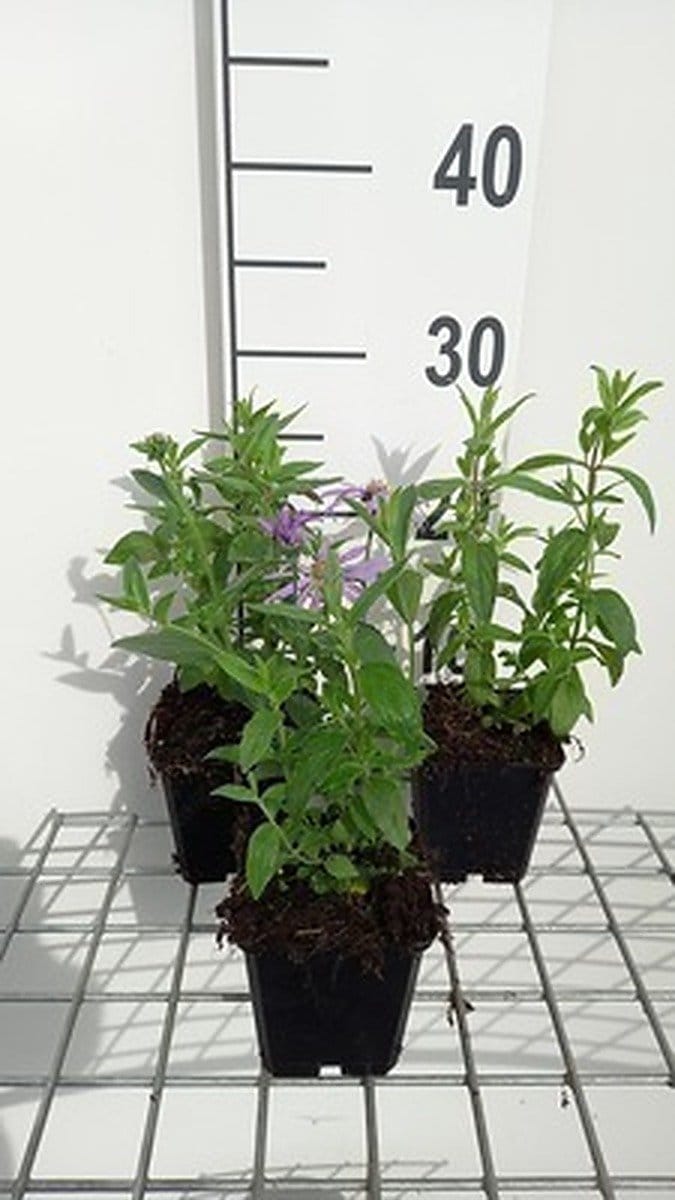 6x Pycnanthemum - Pycnanthemum pilosum | 9x9 cm pot