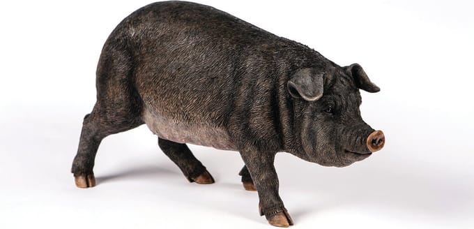 Iberisch Varken - Hamac - Tuinbeeld