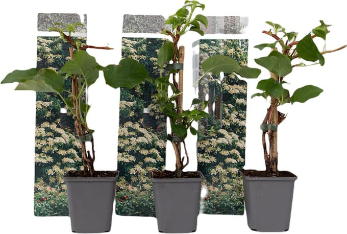 Plant in a Box - Set van 3 Hydrangea 'Petiolaris’ - Klimhortensia - Pot 9cm - Hoogte 25-40cm