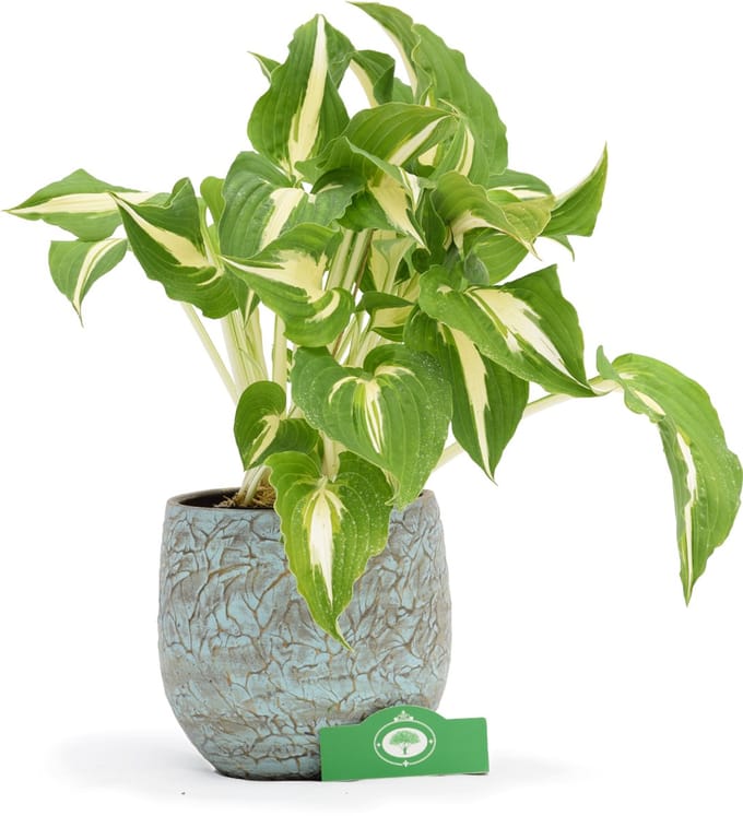 Set van 2 Hosta 'Night Before Christmas' - 2L pot