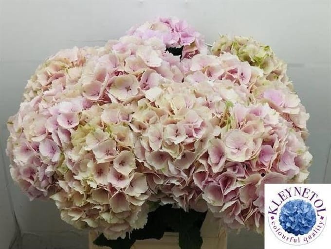 5x Hydr.verena classic 80cm