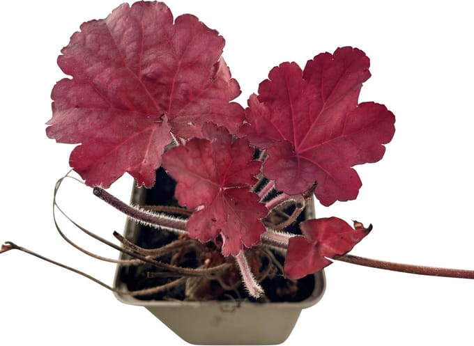 6x Damastbloem - Heuchera hybr. 'Berry Smoothie' | 9x9 cm pot