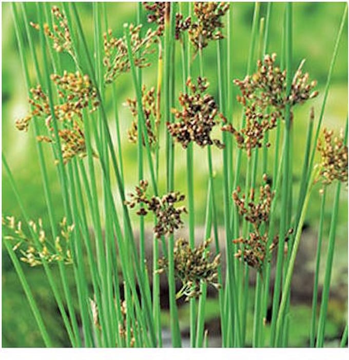 Moerings Juncus Inflexus | Zeegroene Rus | In 9CM pot