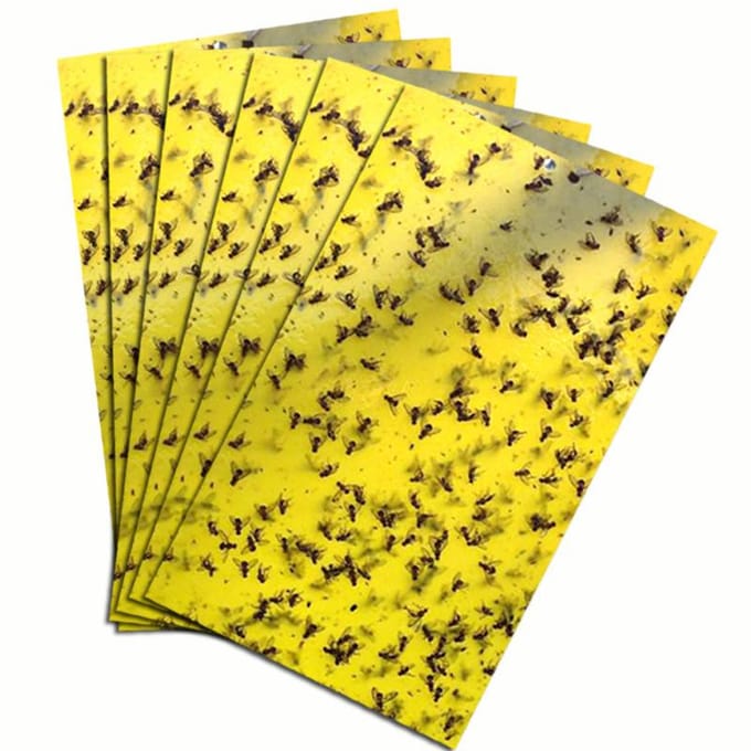 20 stuks Sterke Vliegenvallen Bugs Kleverig Bord Vangen Bladluis Insecten Ongediertemoordenaar 20pcs white