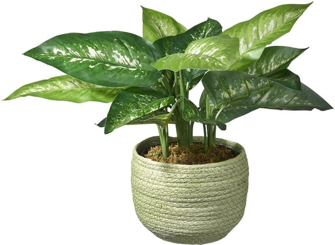 Kunstplant Dieffenbachia H45cm in mand groen - HTT Decorations kunstplanten