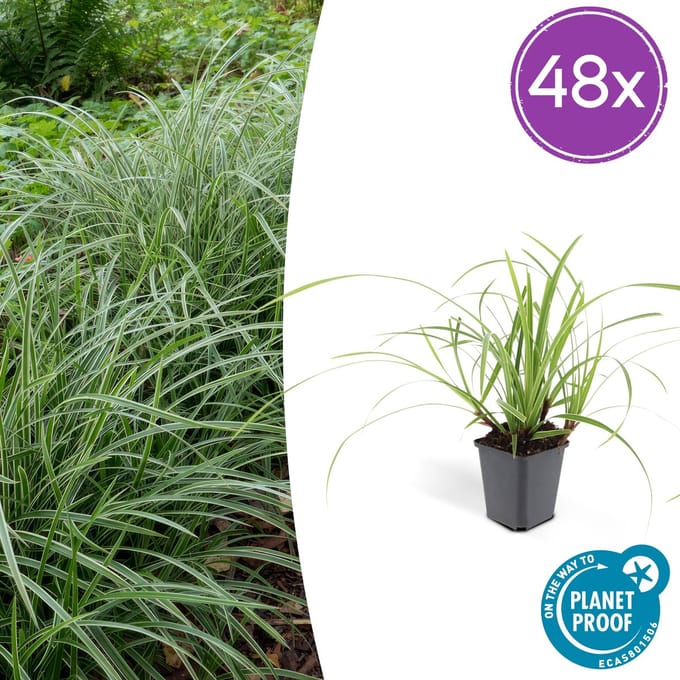 48x Japanse zegge Ice Dance, Carex morrowi, siergras, simpele bodembedekker