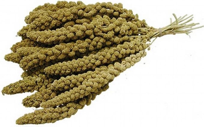 Trosgierst Chinees - 1000 gram
