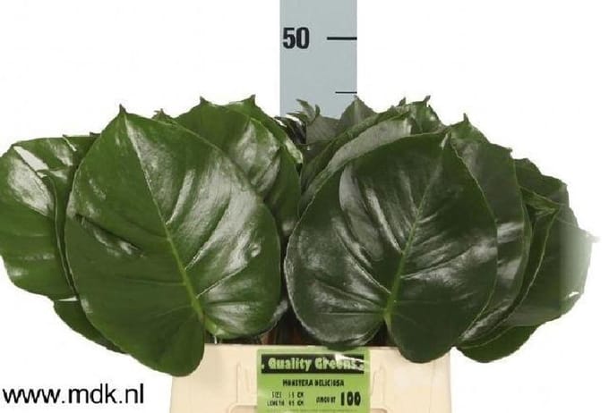 10x Sg monstera blad 40cm