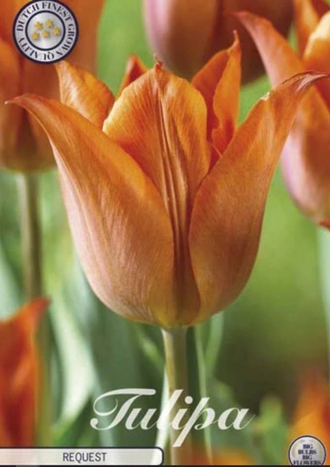 Dutch Finest Quality bloembollen - Tulpen - Tulp Triumph Request x10 12/+s