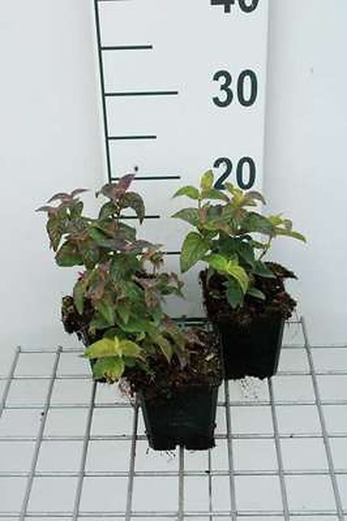 6x Monarda - Monarda bradburiana | 9x9 cm pot