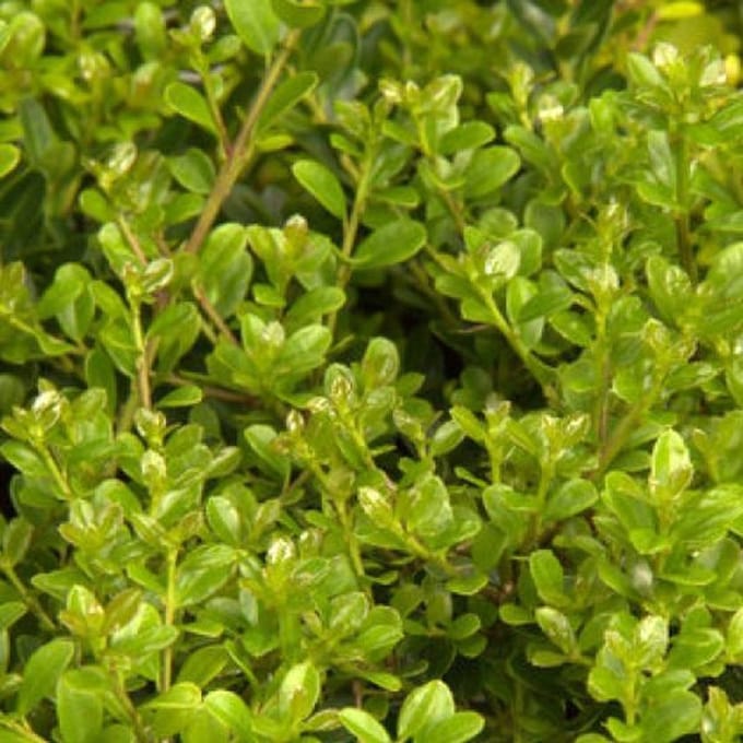Ilex Crenata 'Fastigiata' - Japanse hulst 40-50 cm pot