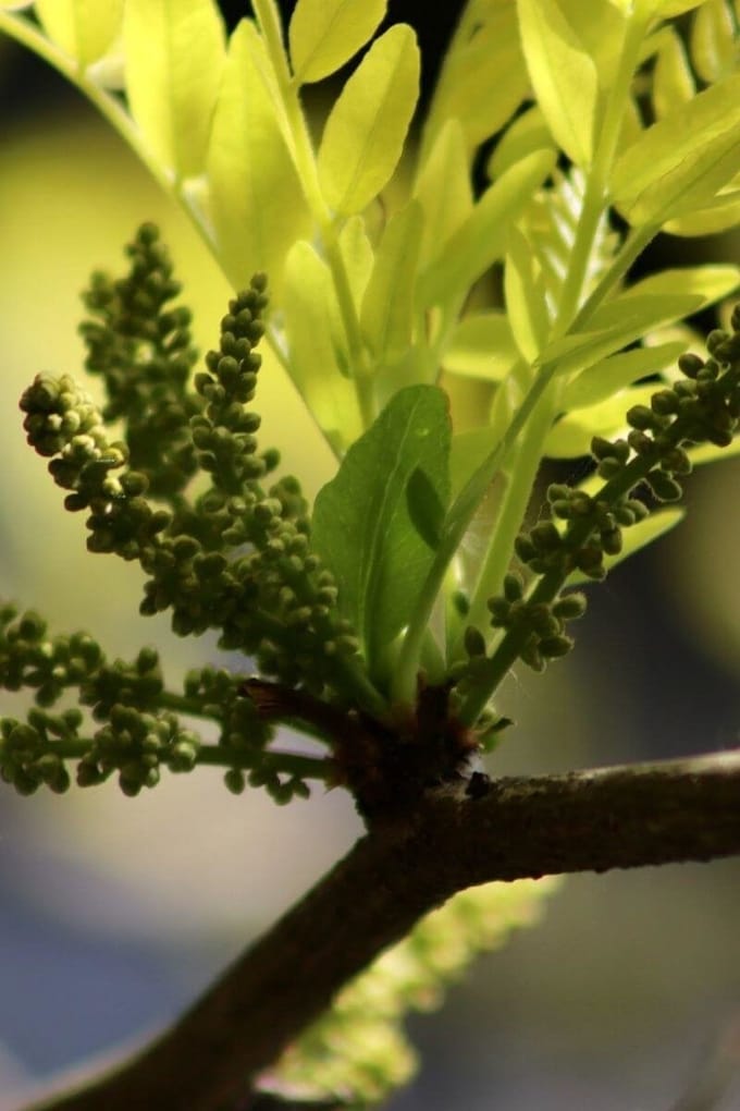 Jonge Gele Valse Christusdoorn Boom | Gleditsia triacanthos 'Sunburst' | 150-200cm hoogte