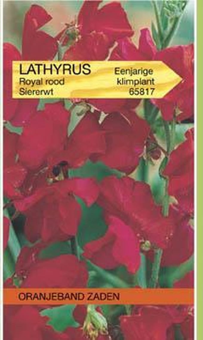 Lathyrus, Reuk- of siererwt Royal, rood