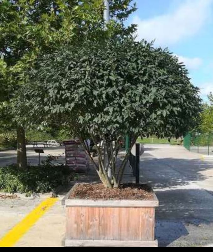 2 x Euonymus alatus - Kardinaalshoed, Kardinaalsmuts 30- 40 cm in pot