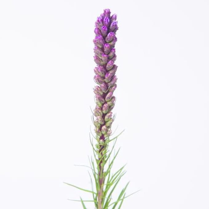 50x Liatris callilepis 70cm