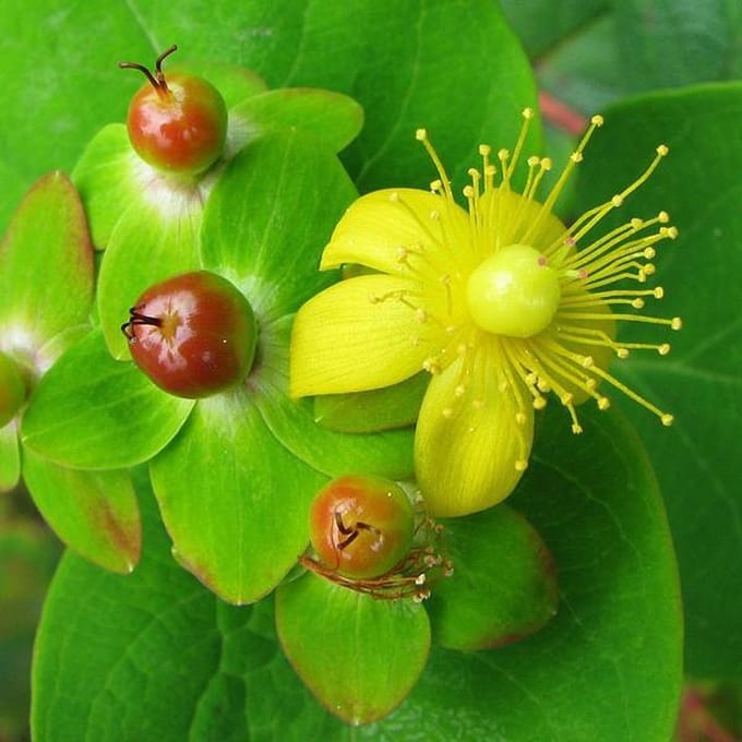 Hypericum Androsaemum - Mansbloed 30-40 cm pot