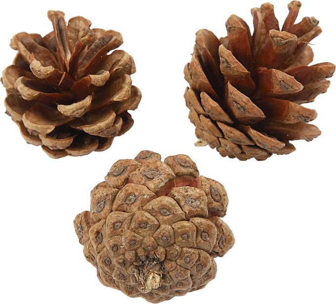 Dennenappels - Natuurlijk Materiaal - 500 gr