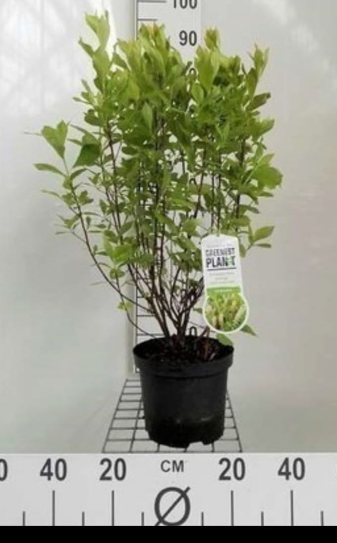 Clethra alnifolia - Schijnels 30- 40 cm in pot