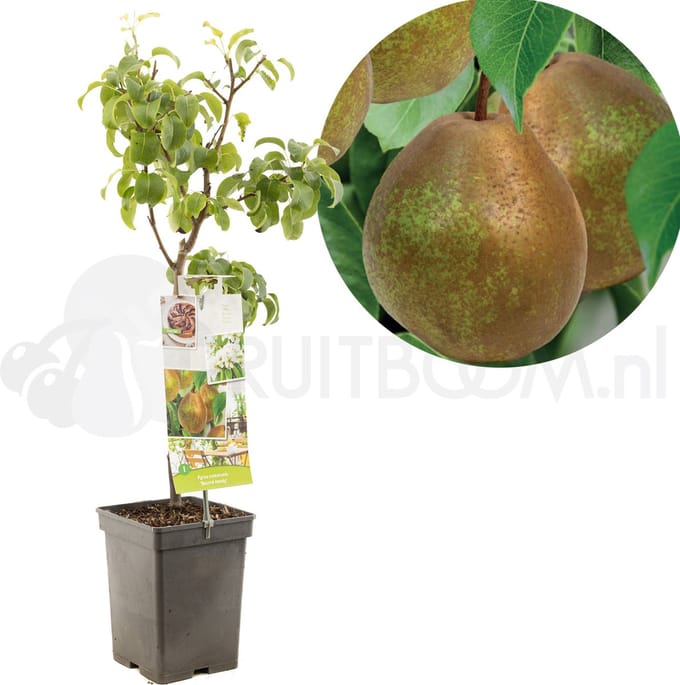 Pyrus communis Beurré Hardy | handpeer | patio