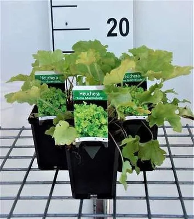 6x Purperklokje - Heuchera hybr. 'Lime Marmalade' | 9x9 cm pot