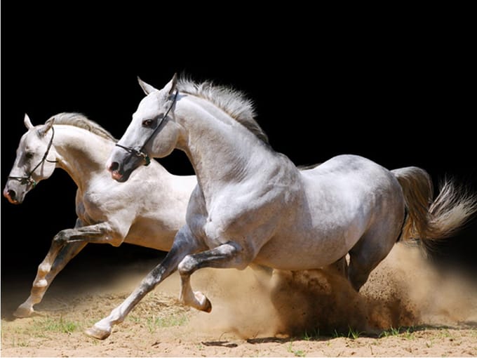 Fotobehang - Galopperende paarden op het zand.