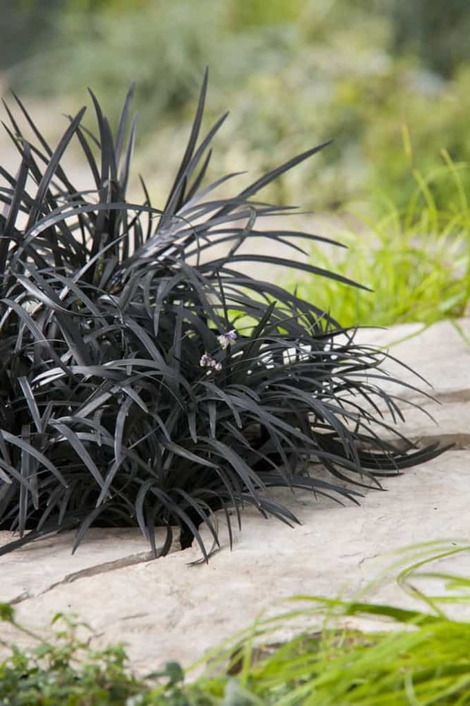 Ophiopogon plan. Niger - Set van 5 - Zwarte Slangebaard - Pot 2 Liter - Wintergroen