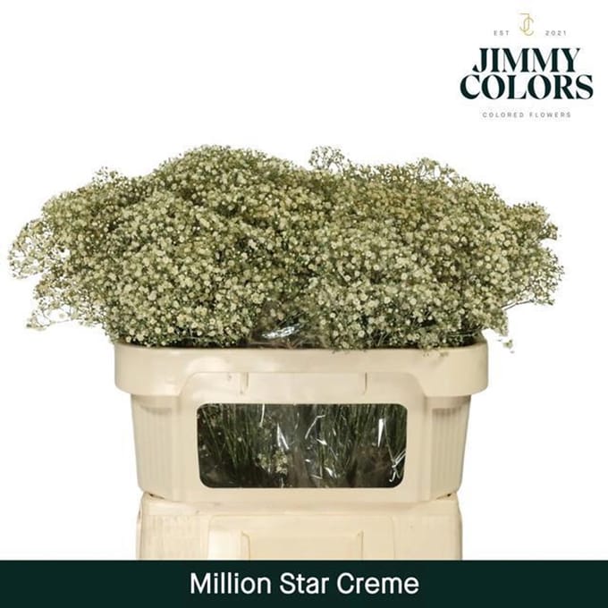 25x Gipskruid m.stars crème 70cm