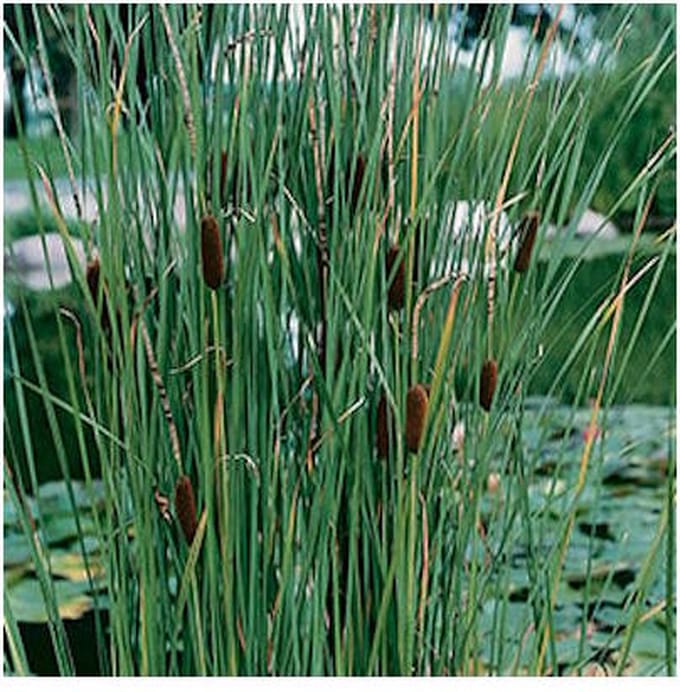 Moerings Typha Laxmannii | Lisdodde | In 9CM pot