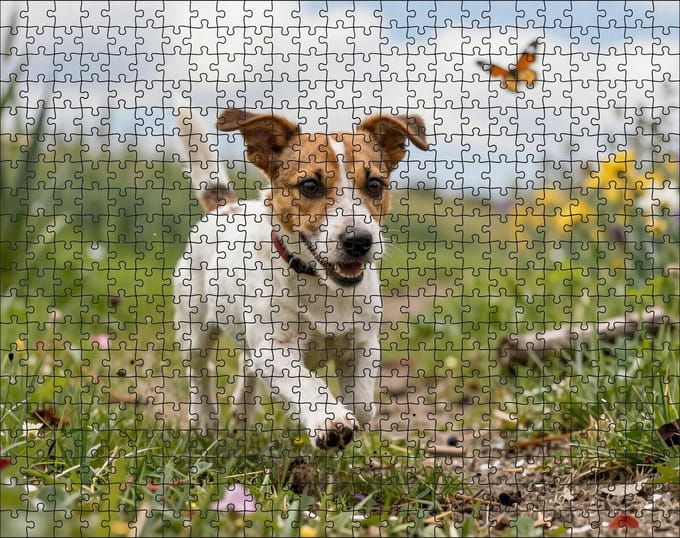 Puzzel Jack Russell in de heide | 500 stukjes | Dierenpuzzel | Hondenpuzzel