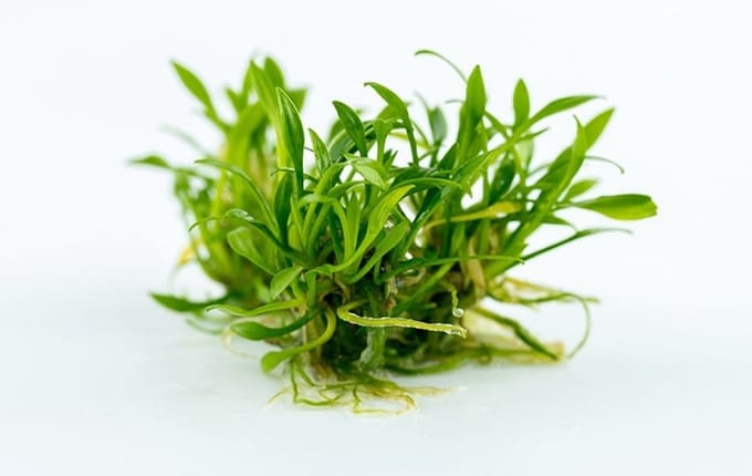 Moerings Cryptocoryne Parva | In 100CC vitro cup Waterplant