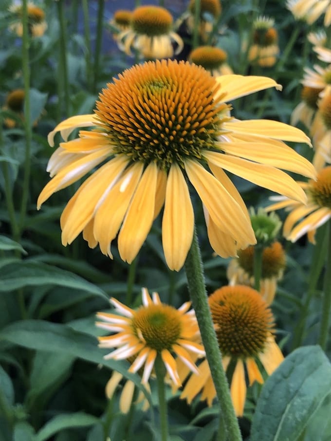 6x Zonnehoed - Echinacea purp. 'Harvest Moon'® | 9x9 cm pot