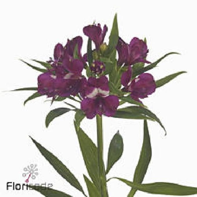 10x Alstroemeria kimora 70cm