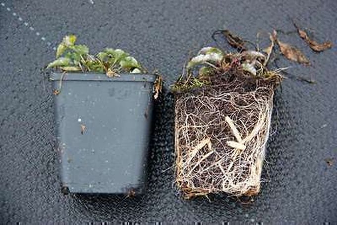 6x Klokje - Campanula pyramidalis | 9x9 cm pot