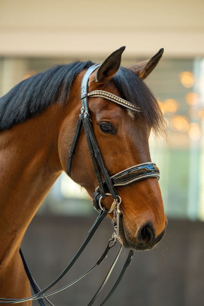 HB SHOWTIME STANG & TRENS HOOFDSTEL ONE IN A MILLION Zwart-bruin